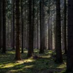 Image of trees in the forest with the sun shining on them